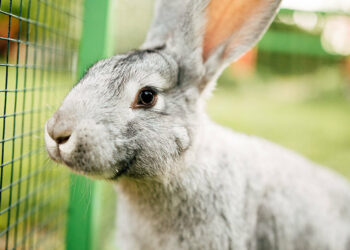 Comment dire non à un lapin ?