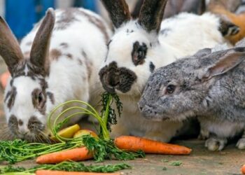 Comment dire non à un lapin ?
