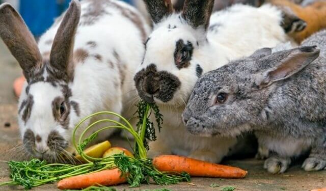 Comment dire non à un lapin ?