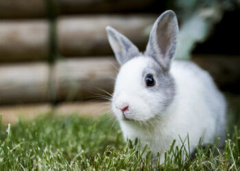 Comment dire non à un lapin ?