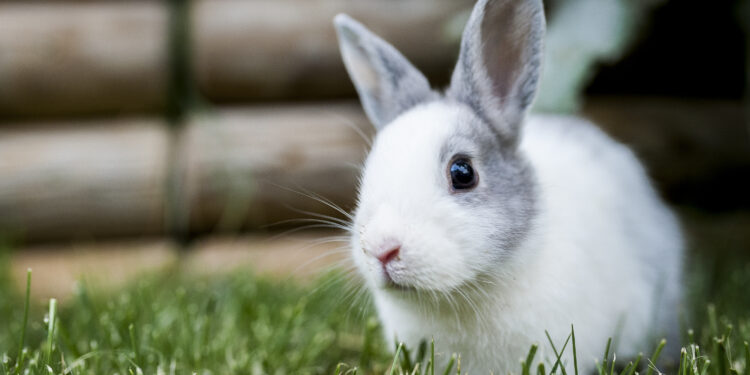 Comment dire non à un lapin ?