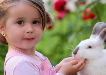 Comment dire non à un lapin ?