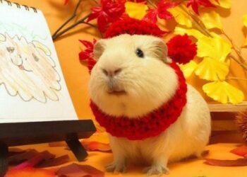 Comment dire pardon à un lapin ?