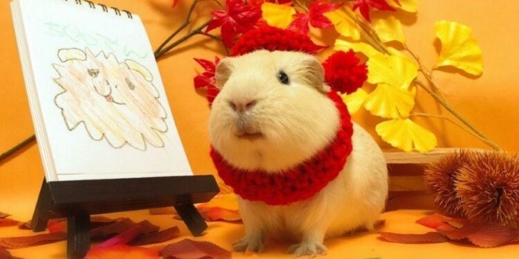 Comment dire pardon à un lapin ?