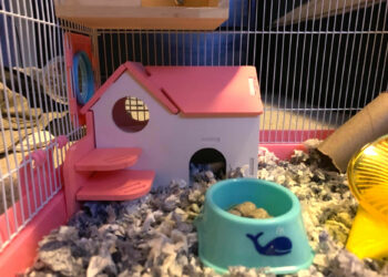 Comment divertir un hamster ?