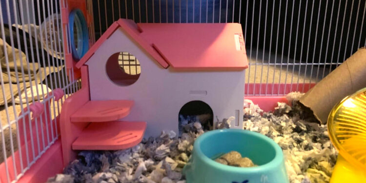 Comment divertir un hamster ?