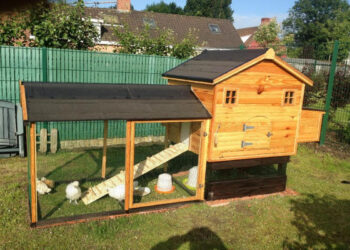 Comment d'œuf pond une poule par jour ?