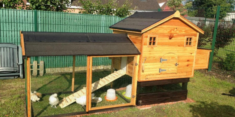 Comment d'œuf pond une poule par jour ?