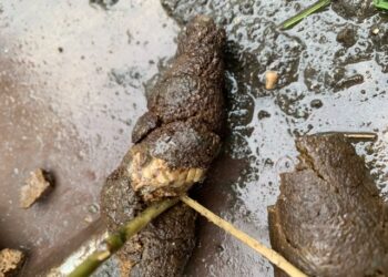 Comment doivent être les selles d'un chien ?