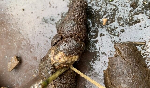 Comment doivent être les selles d'un chien ?