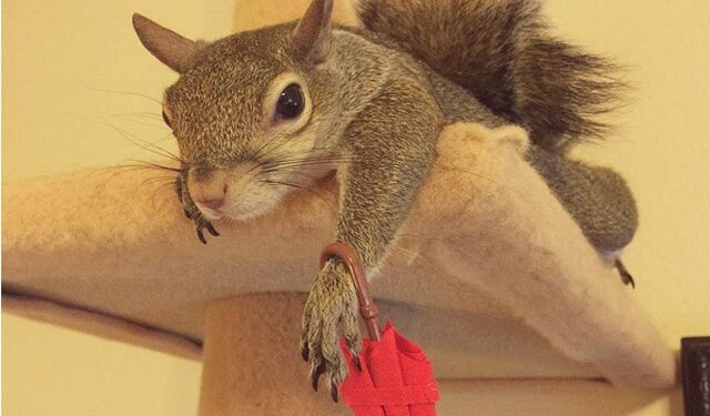 Comment domestiquer un d'écureuil ?