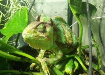 Comment donner à boire à un caméléon ?