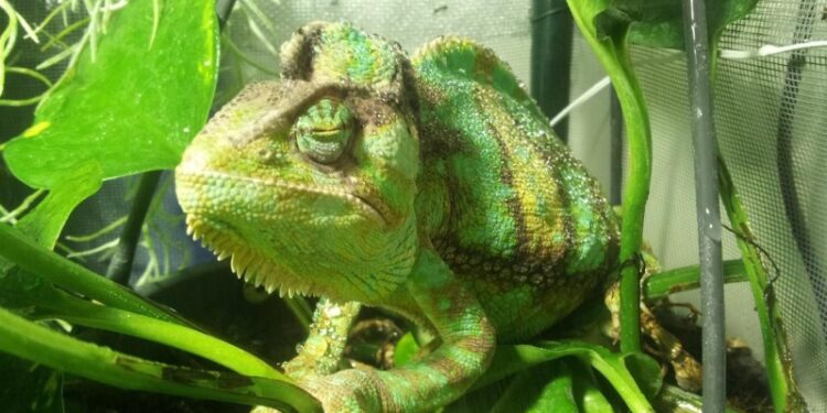 Comment donner à boire à un caméléon ?