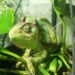 Comment donner à boire à un caméléon ?