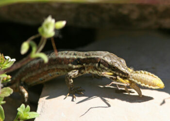 Comment donner à boire à un lézard ?