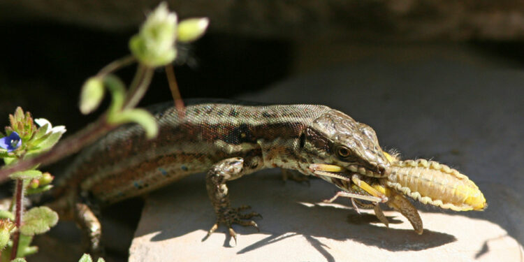 Comment donner à boire à un lézard ?