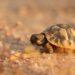 Comment donner à boire à une tortue de terre ?