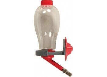 Comment donner à boire aux cochons d'Inde ?