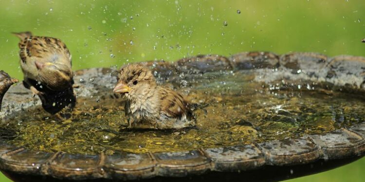 Comment donner à boire aux oiseaux du ciel ?