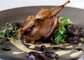 Comment donner à manger à un bébé pigeon ?