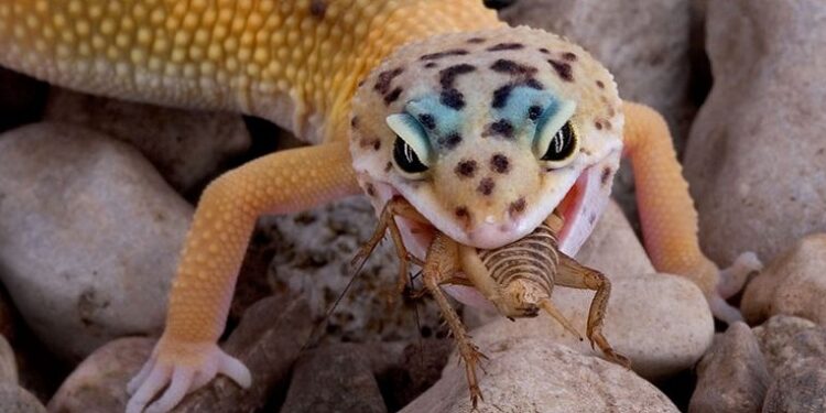Comment donner à manger à un gecko ?
