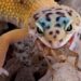 Comment donner à manger à un gecko ?