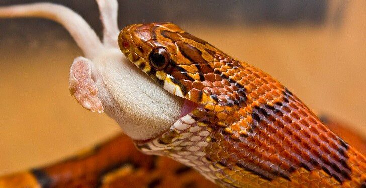 Comment donner à manger à un serpent ?
