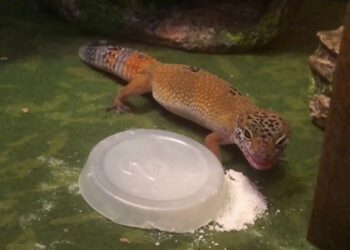 Comment donner calcium gecko ?