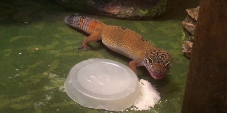 Comment donner calcium gecko ?