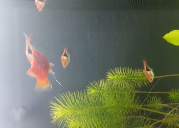 Comment donner de l'ail aux poissons ?