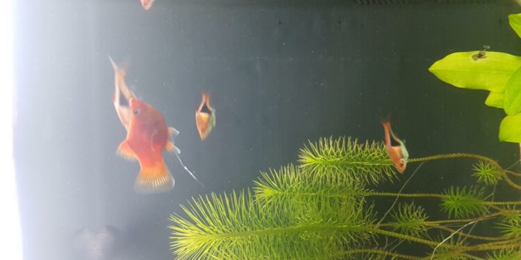 Comment donner de l'ail aux poissons ?