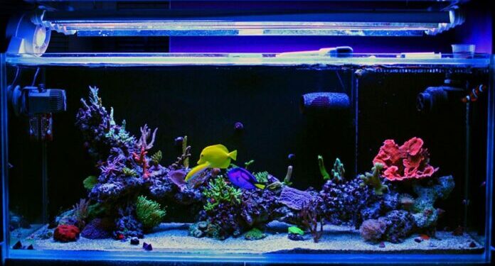 Comment donner de l'ail aux poissons ?