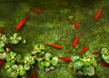 Comment donner de l'ail aux poissons ?