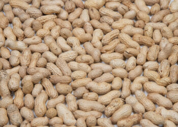 Comment donner des arachides aux oiseaux ?