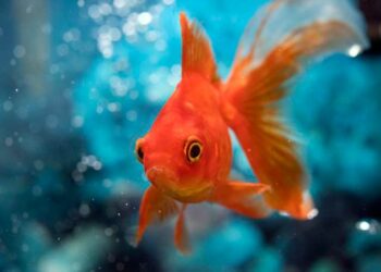 Comment donner des courgettes aux poissons ?