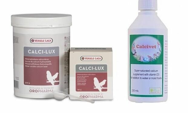 Comment donner du miel à un canari ?