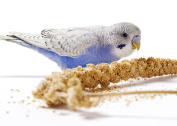 Comment donner du millet ?