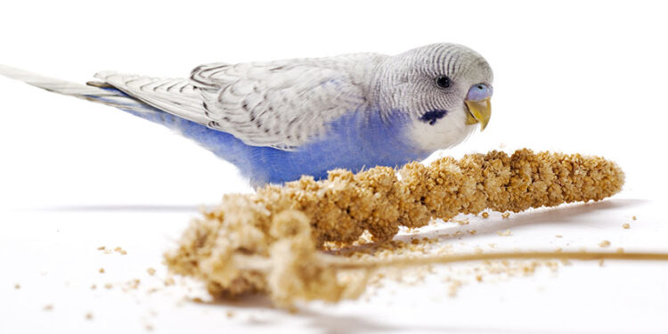 Comment donner du millet ?