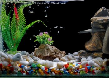 Comment donner du relief à un aquarium ?