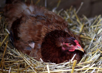 Comment donner envie à une poule de couver ?