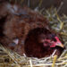 Comment donner envie à une poule de couver ?