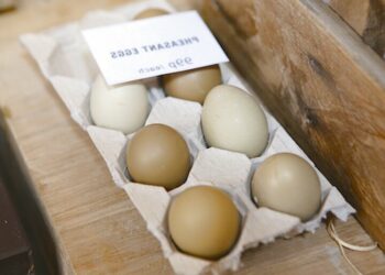 Comment donner envie à une poule de couver ?