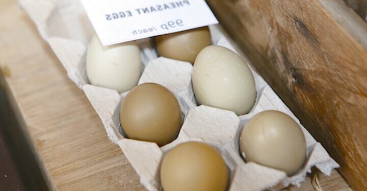 Comment donner envie à une poule de couver ?