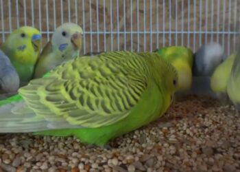 Comment donner une pomme à une perruche ?