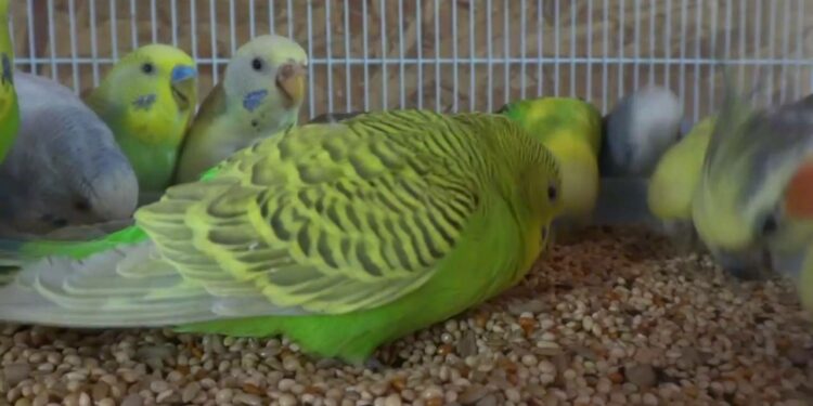 Comment donner une pomme à une perruche ?