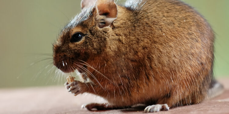 Comment dorment les octodons ?