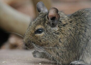 Comment dorment les octodons ?