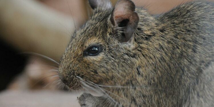 Comment dorment les octodons ?