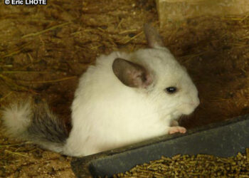 Comment dorment les octodons ?