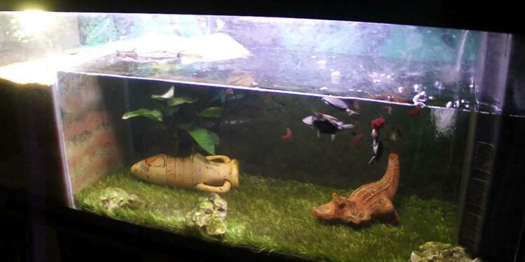 Comment dort la tortue Pelomedusa ?